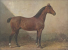 Породы лошадей с фото и описанием
