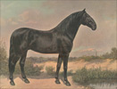 Породы лошадей с фото и описанием>
				<img  src=
